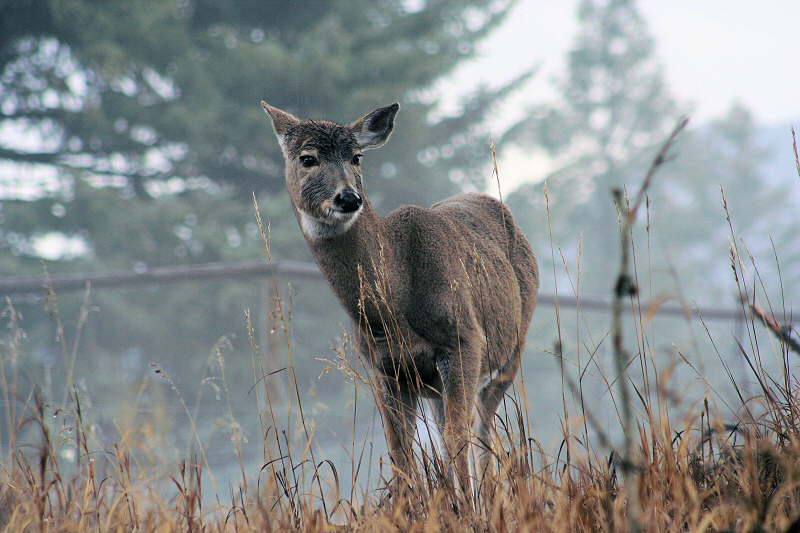 Deer in winter